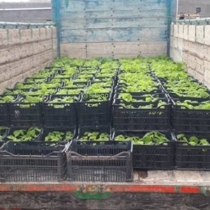 کاشت نهال پالونیا هیبریدی اصلاح شده طب جو مشاوره رایگان کشت پالونیا آموزش رایگان پالونیا انواع مختلف نهال پالونیا قیمت عمده فروشی نهال پالونیا هیبرید خرید و فروش پالونیا کشت نهال تضمینی پالونیا 